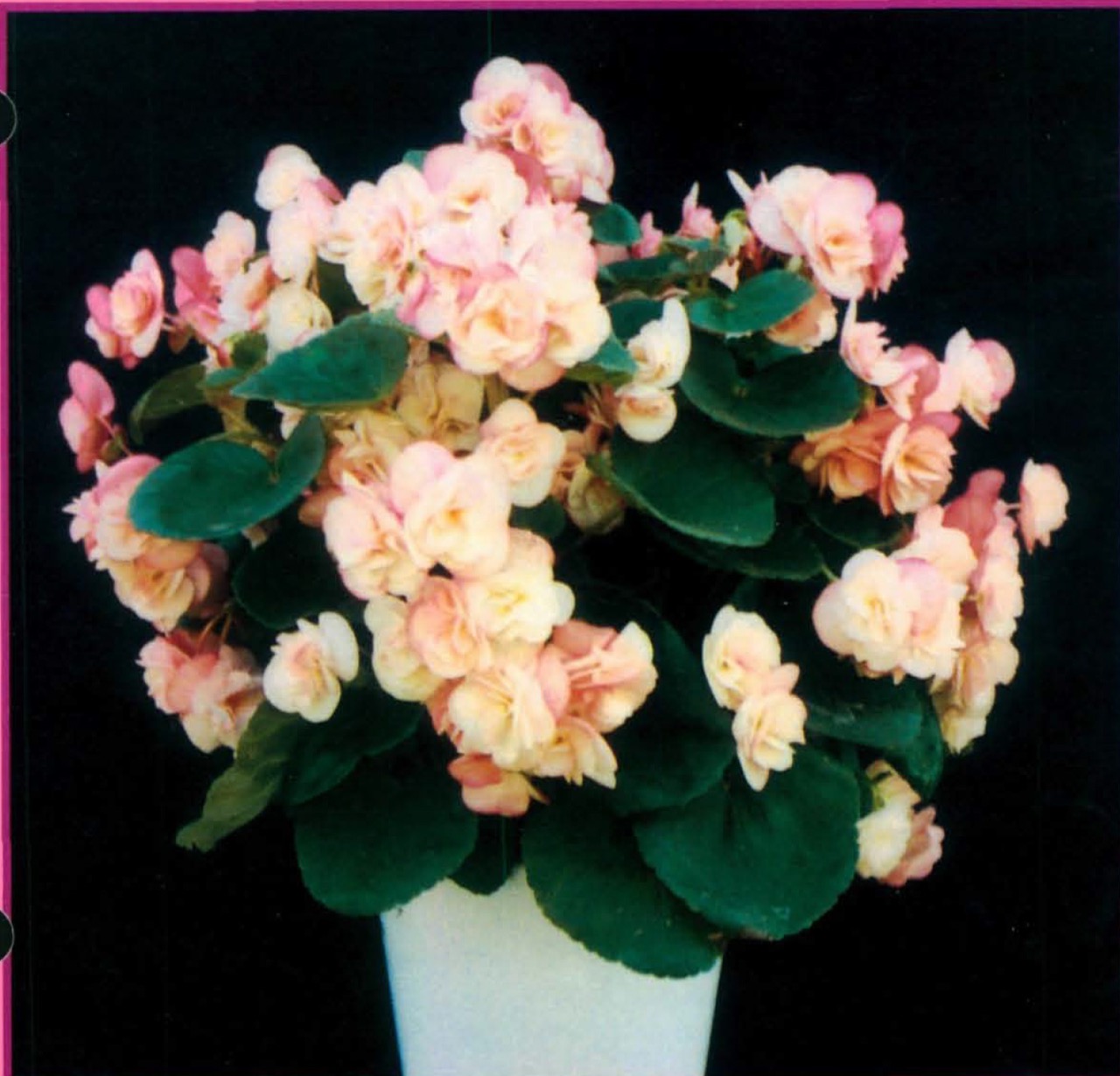 B. ‘Rose Elfe’